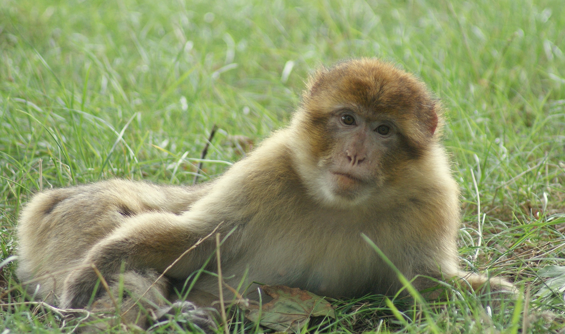 Monkey In Grass