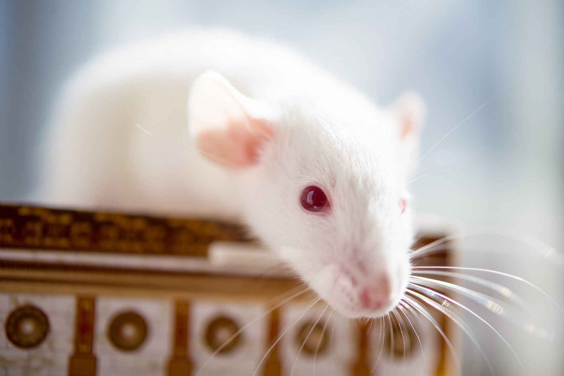 Why End Animal Testing? | National Anti-Vivisection Society