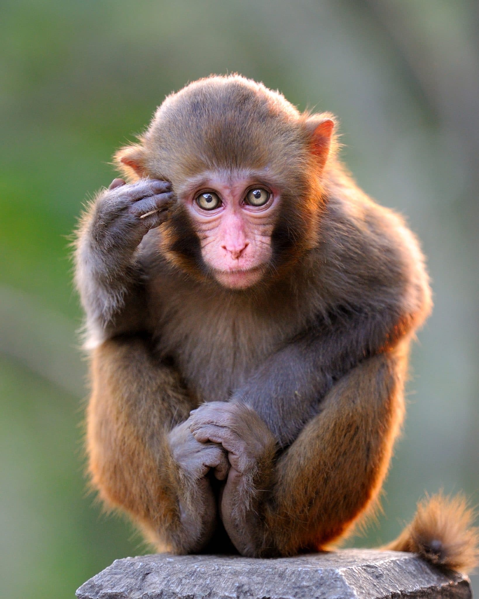 Thinking Young Monkey