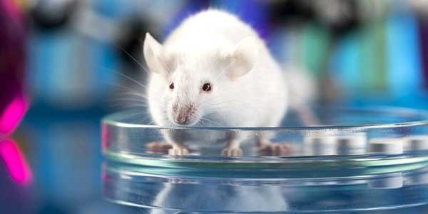 How many mice and rats are used in U.S. labs? Controversial study says more  than 100 million, Science