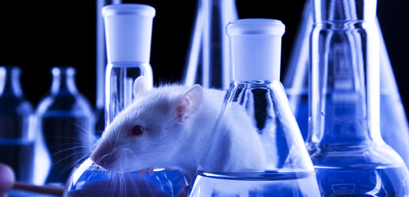 Rat in laboratory. Animal tests