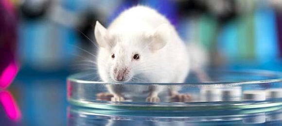 Mouse in Petri Dish