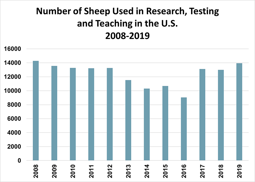 Chart - Sheep Used in Research