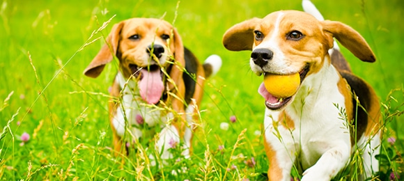 two beagle dog on a green grass