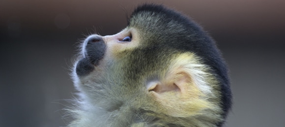 Close up face of  Bolivian Squirrel Monkey looking up.