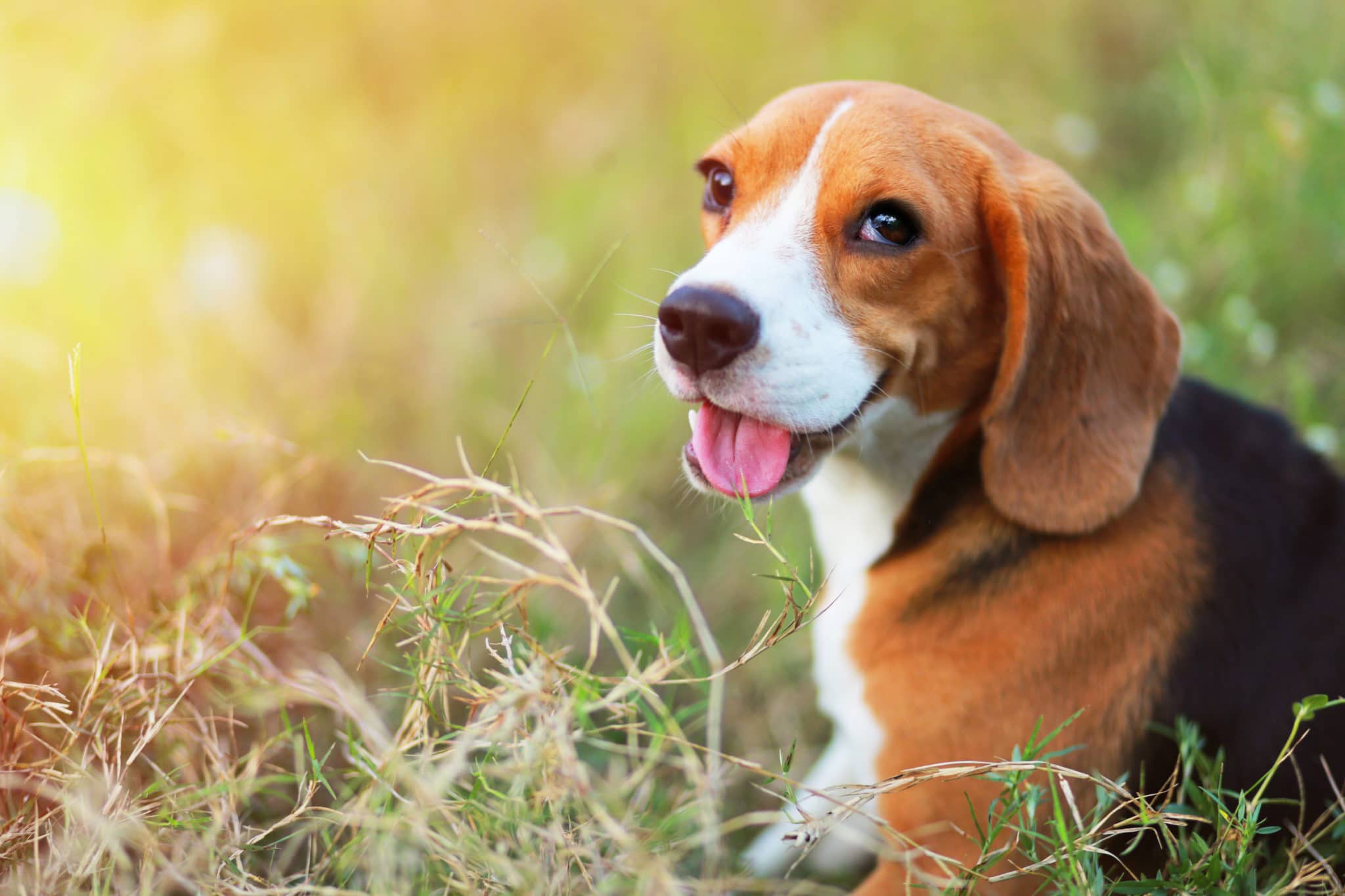 A cute beagle dog sitting  outdoor in the grass field on sunny day.