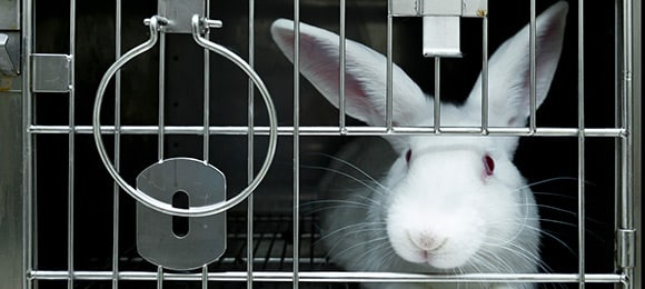 Research Rabbit in Cage