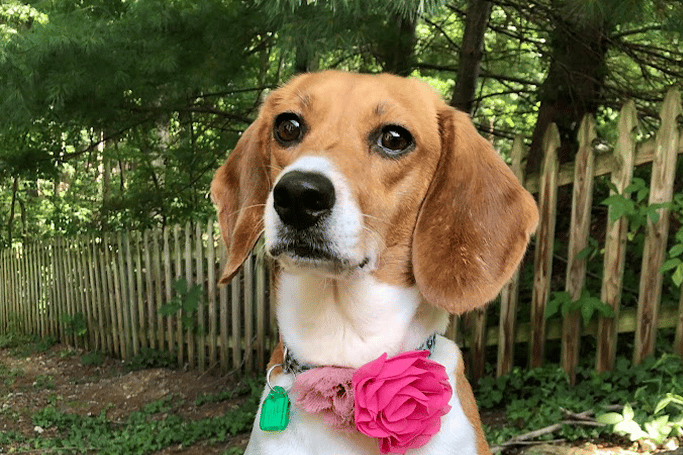 Picture of a beagle sitting with a rose around their neck
