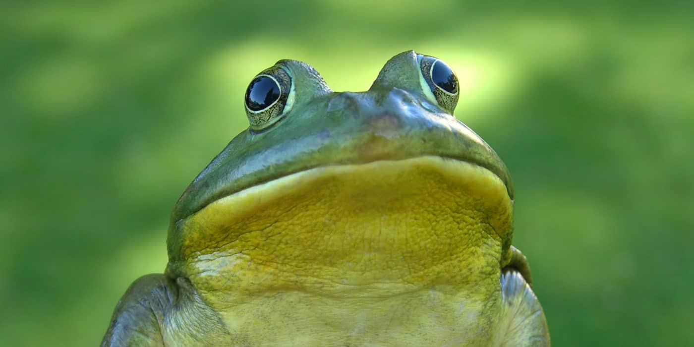 Bullfrog held in hand looks directly at the camera