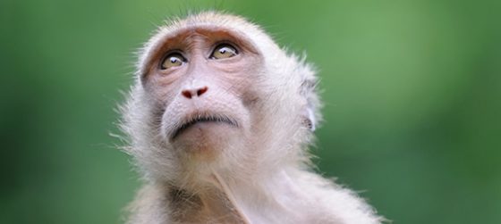 Wildlife Monkey Portrait Khao Sak National Park