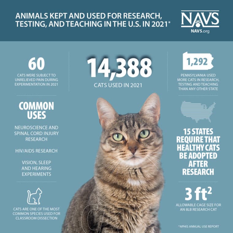 Infographic: Cats in Research
