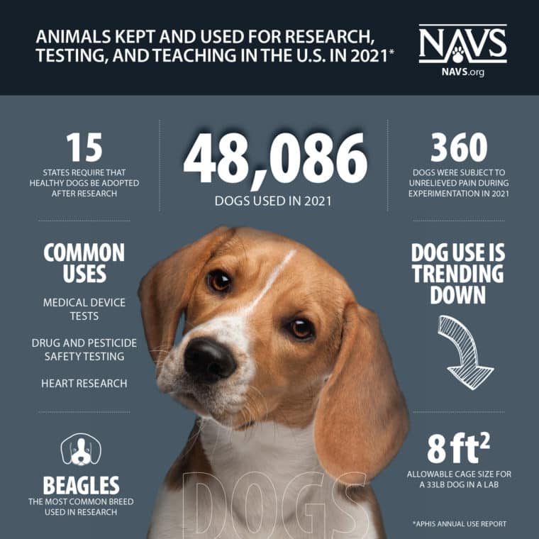 Infographic: Dogs in Research