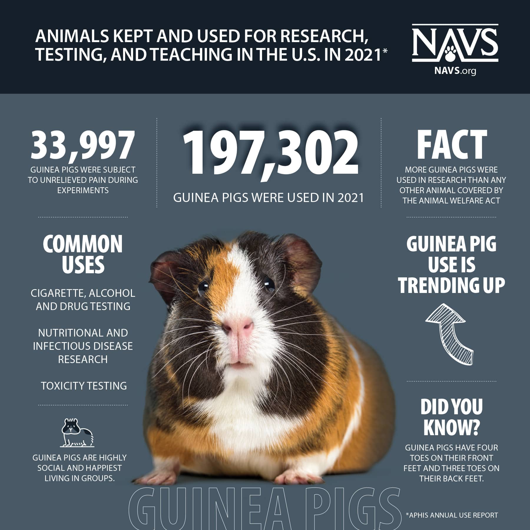 Infographic: Guinea Pigs in Research