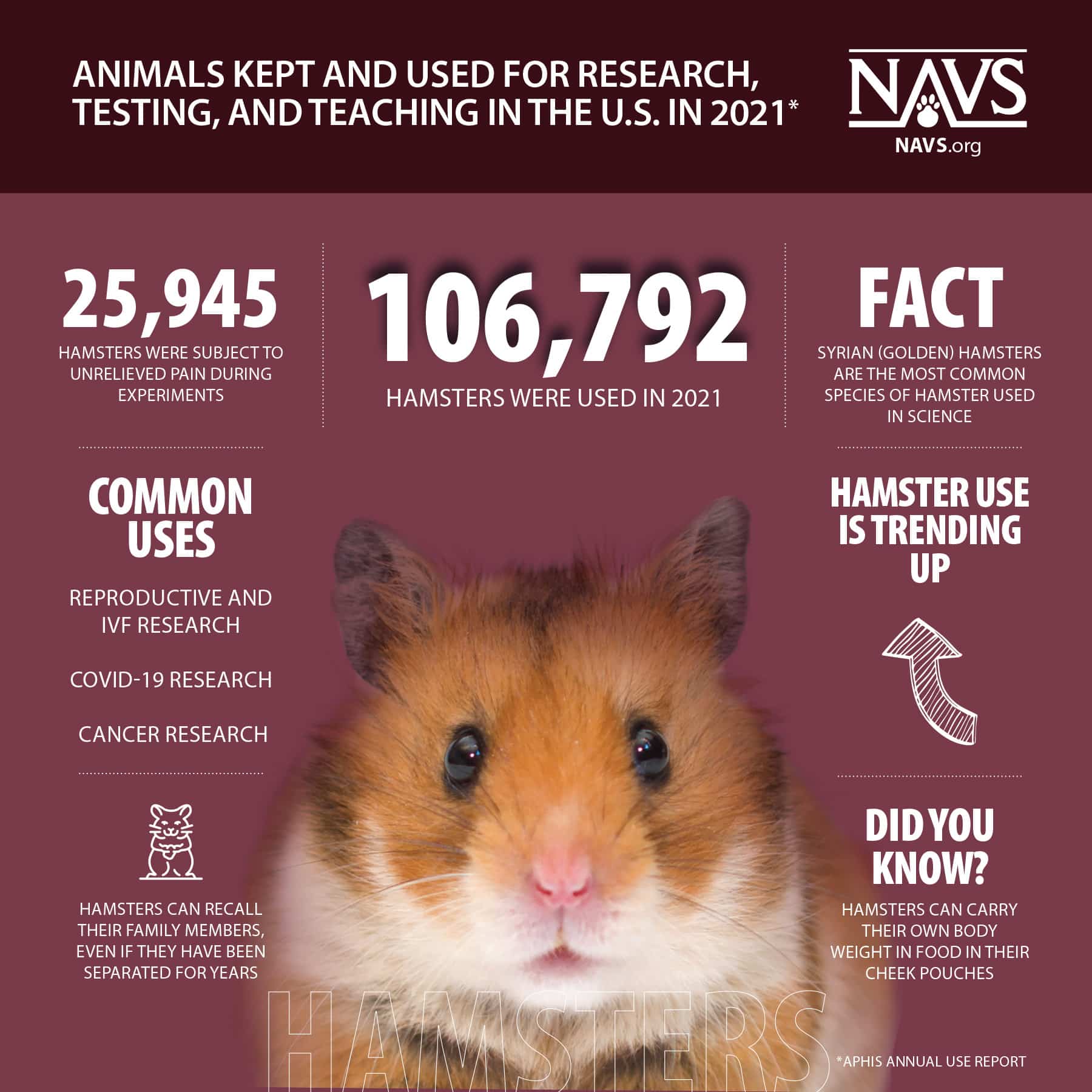 Infographic: Hamsters in Research