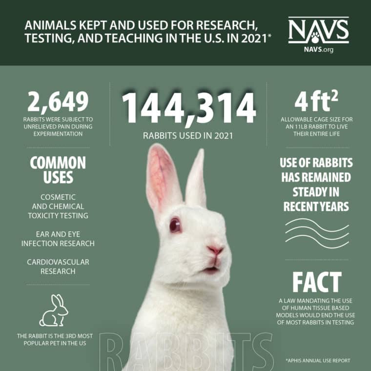 Infographic: Rabbits in Research