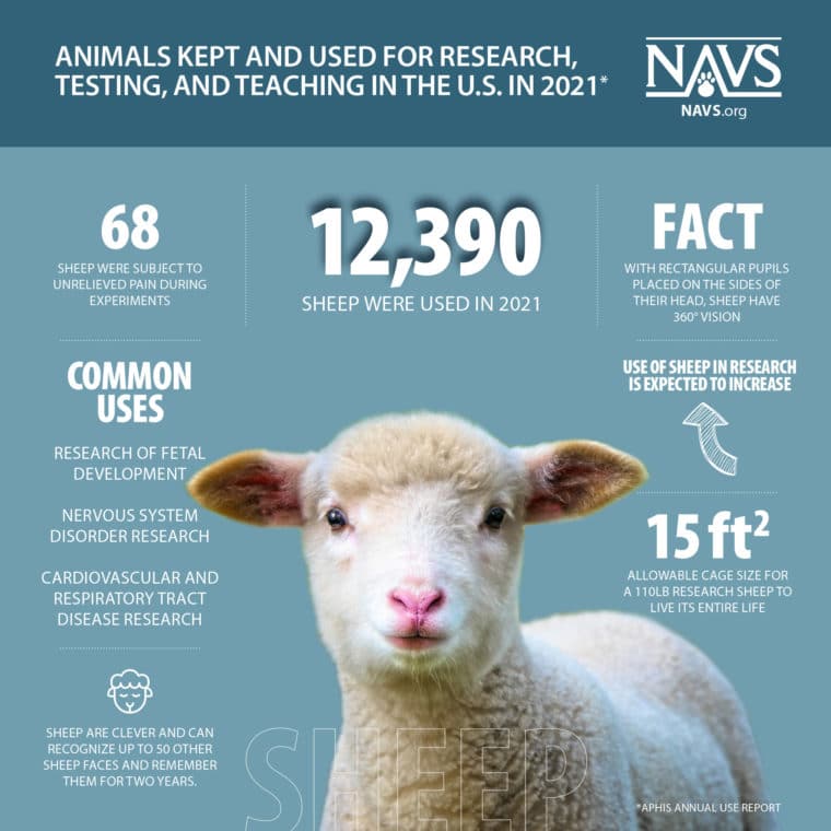 Infographic: Sheep in Research