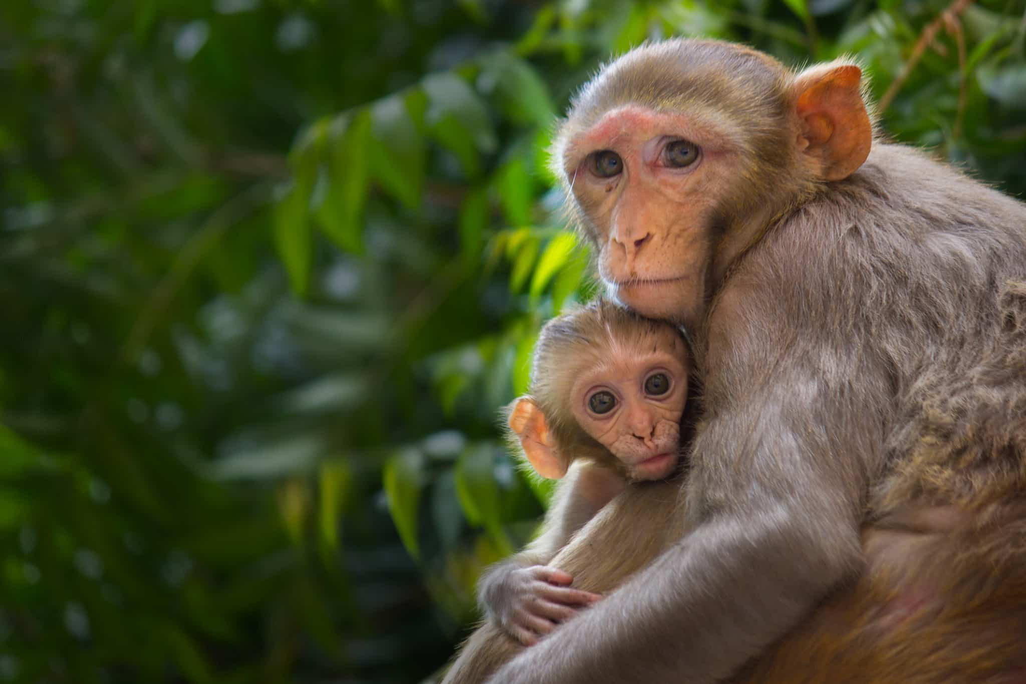 img: Macaque Monkeys