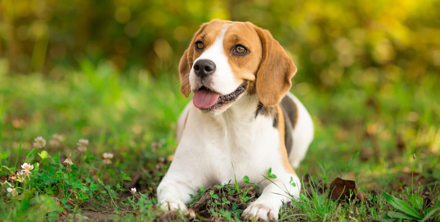 Beagle Web Crop Beagle Web Crop