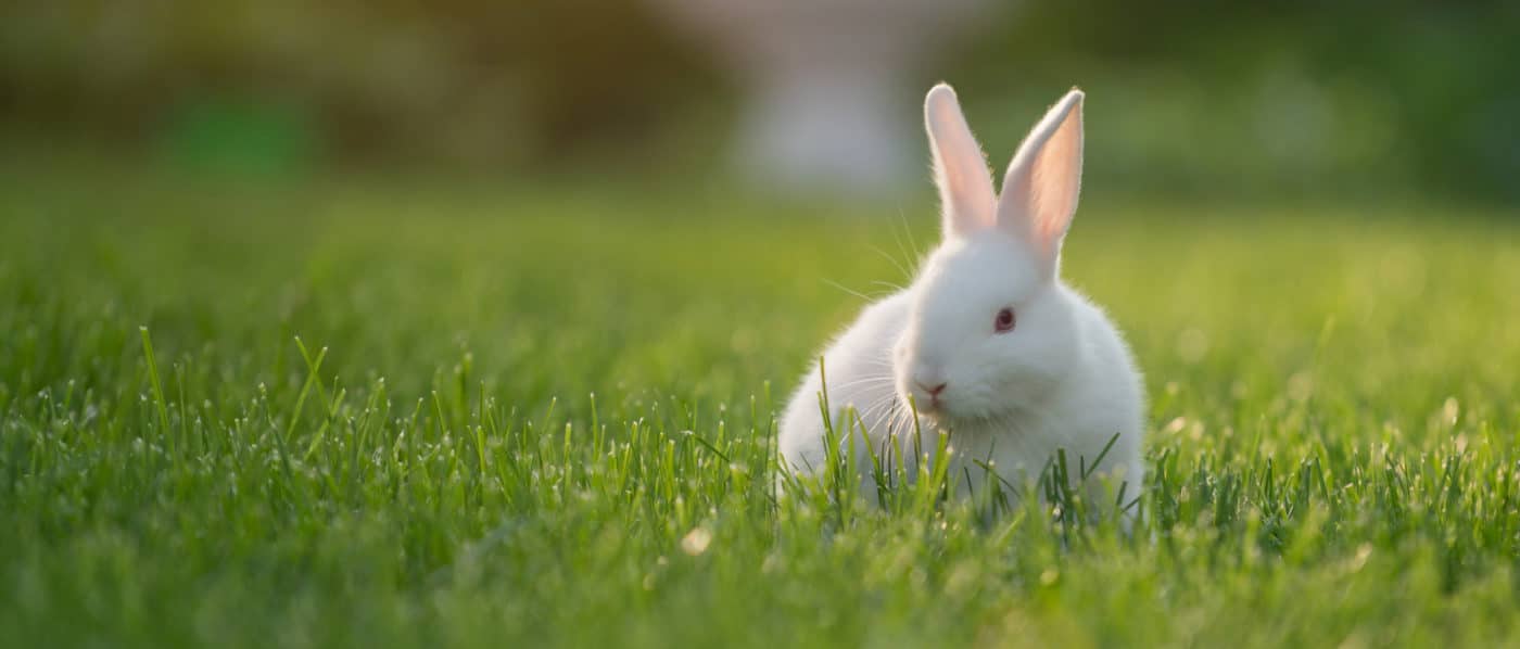 Bunny3 Web Crop Bunny3 Web Crop