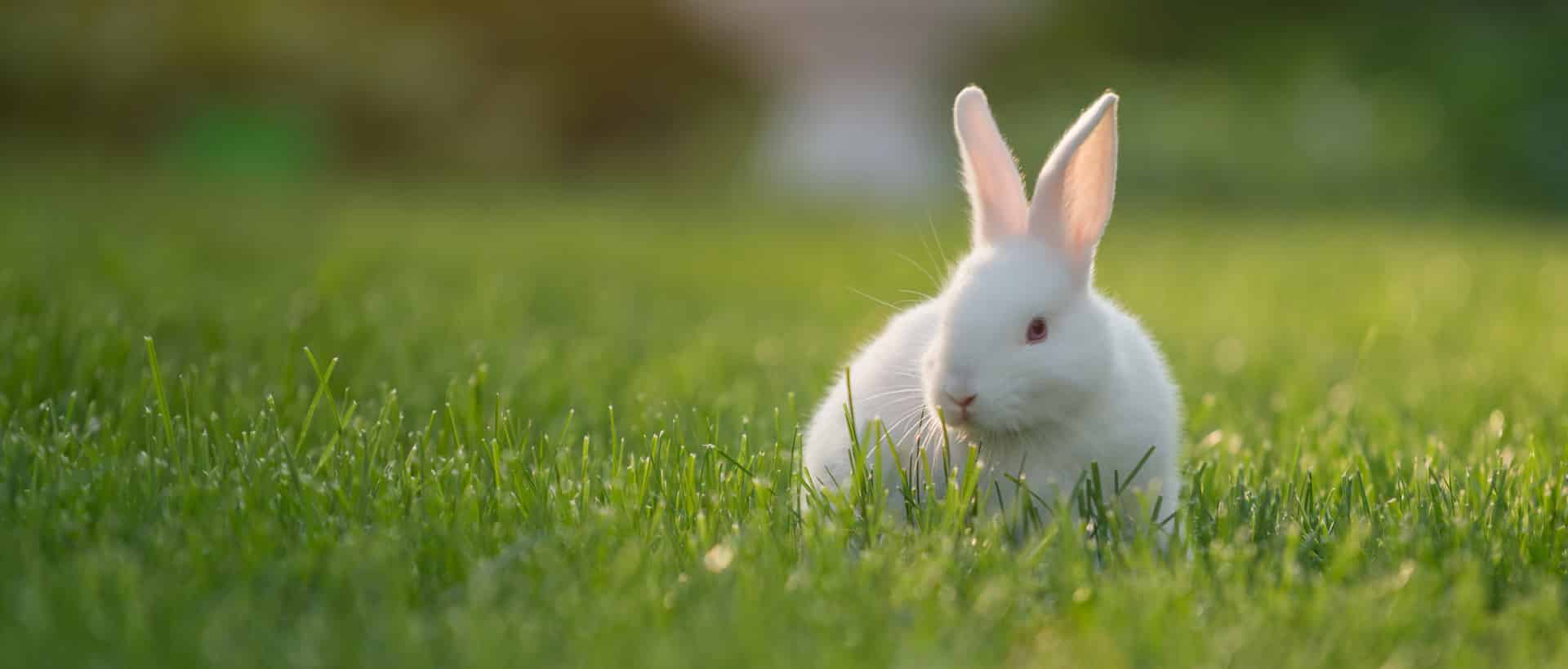Bunny3 Web Crop Bunny3 Web Crop