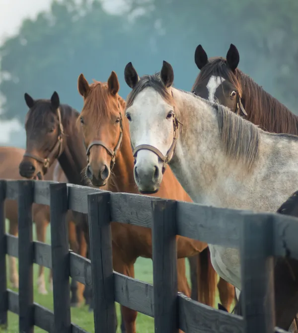 dropdown horses stable
