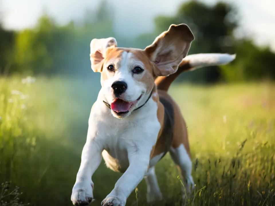 hero boxed beagle running field
