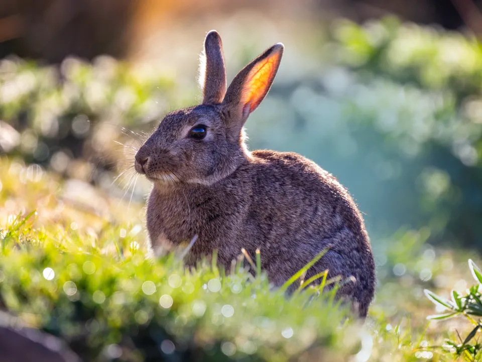 hero boxed rabbit field staring