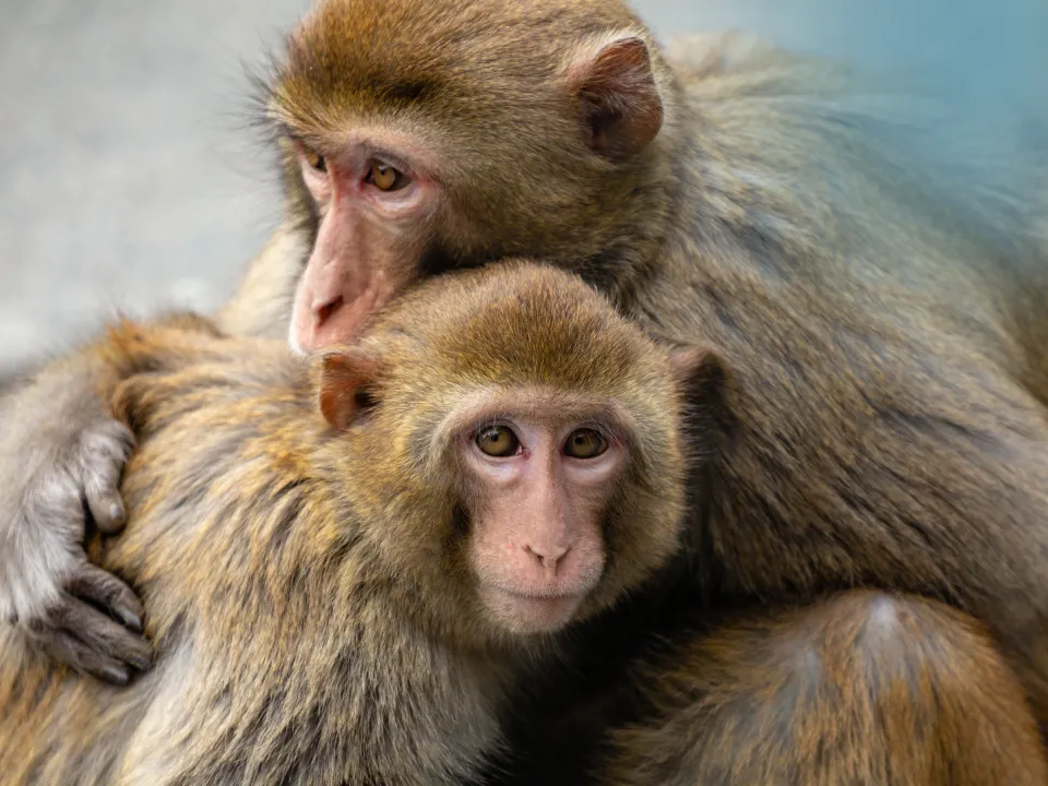 post card monkeys hugging