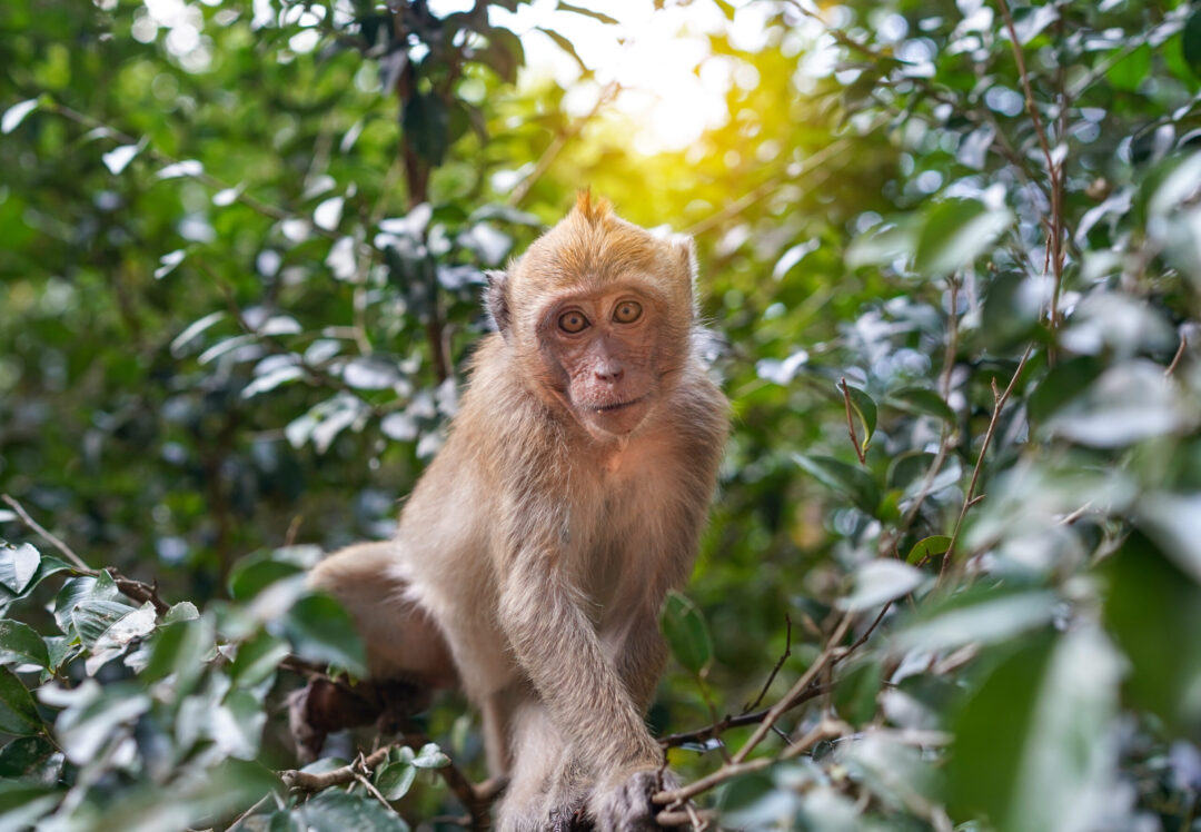 Rustic Monkeys 30,000 Monkeys in Our Backyard